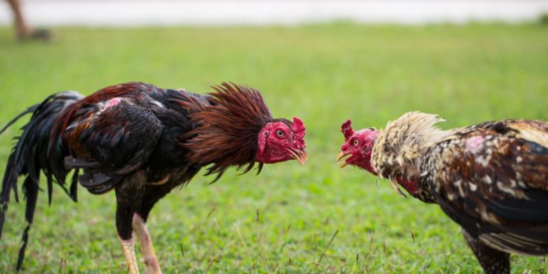 Các tính năng nổi bật của Đá gà EE88